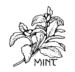 mint sprig