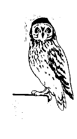 owl