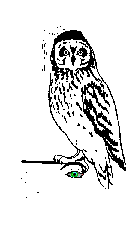 owl and eye