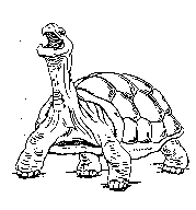 box turtle